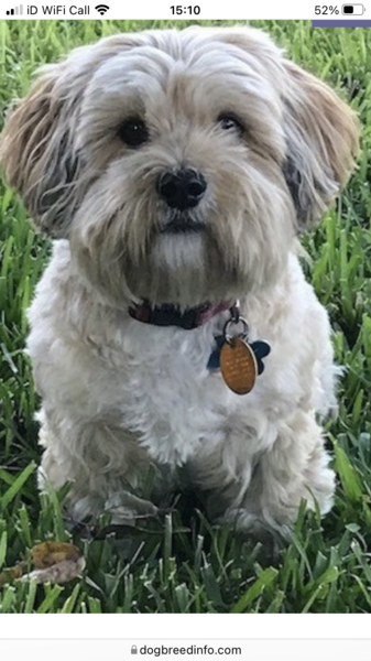 My perfect breed,  does it exist?