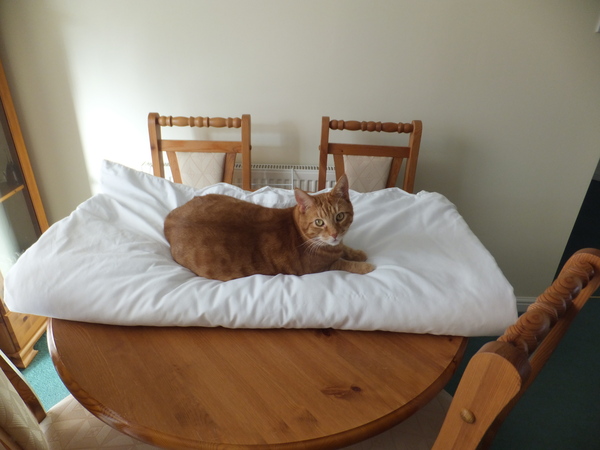 WIBU - Cats on Table