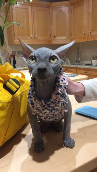 Can we have a ‘I love my beautiful cats’ thread?!
