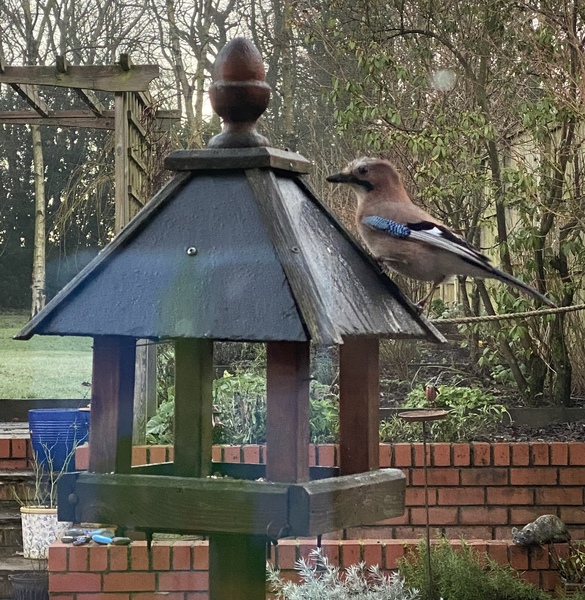 A nice thread about garden birds. What comes to your garden? Do you feed them? What food you put out? 🐦