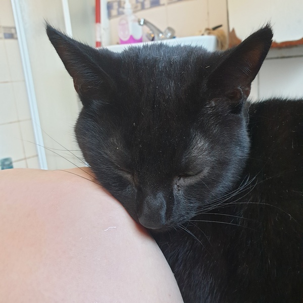 Rescue cat now totally comfortable