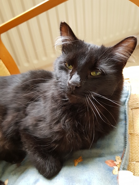 Whose cat is the most aesthetically challenged?