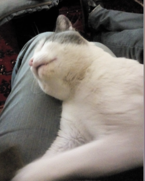 Finding a home for a stray cat, any advice?