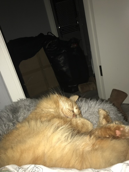 Chez Ollie - Free head boops for everyone