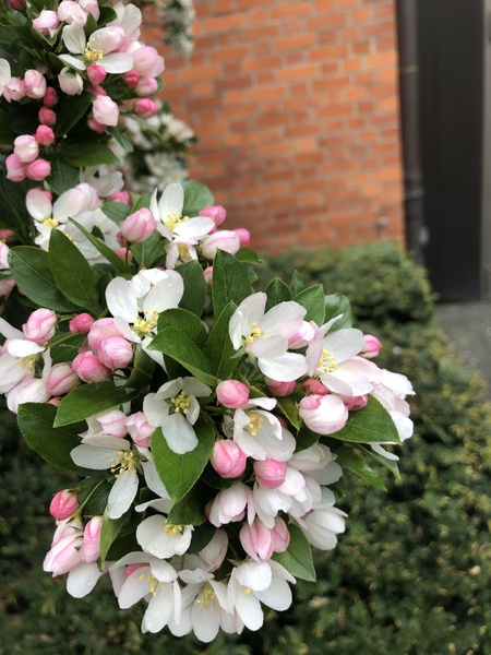 What tree is this, please?