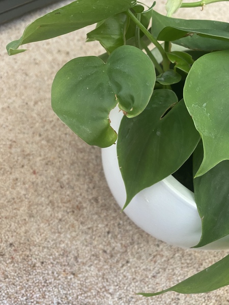 What is going on with this philodendron?