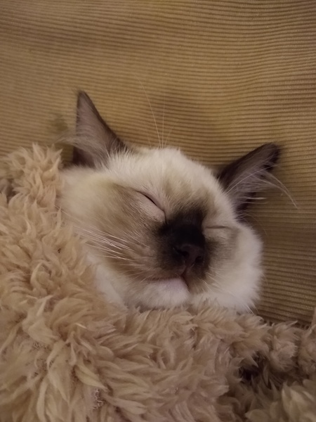 DCat health anxiety - just me?!
