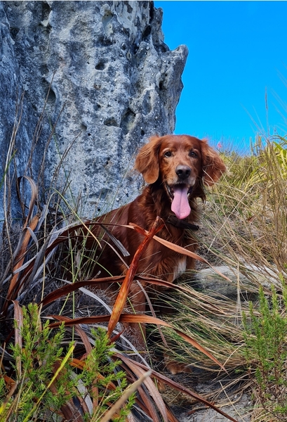 How best to research breeders these days? Also, poodle, irish setter or spaniel?