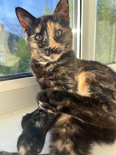Can we have a ‘I love my beautiful cats’ thread?!