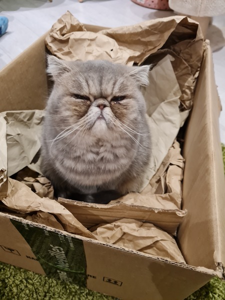 Show me your cats 🐈 😃