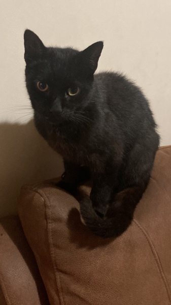 Can we have a ‘I love my beautiful cats’ thread?!