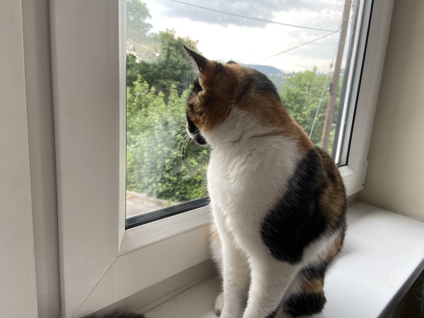 I need your photos of cats looking out of windows.  And I need them now!