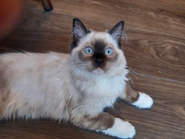 Can we have a ‘I love my beautiful cats’ thread?!