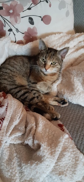 Needy rescue cat wants to be petted for hours