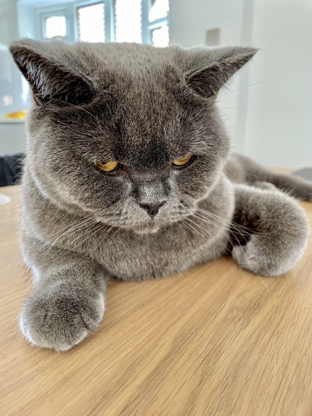 Pedigree cat prices