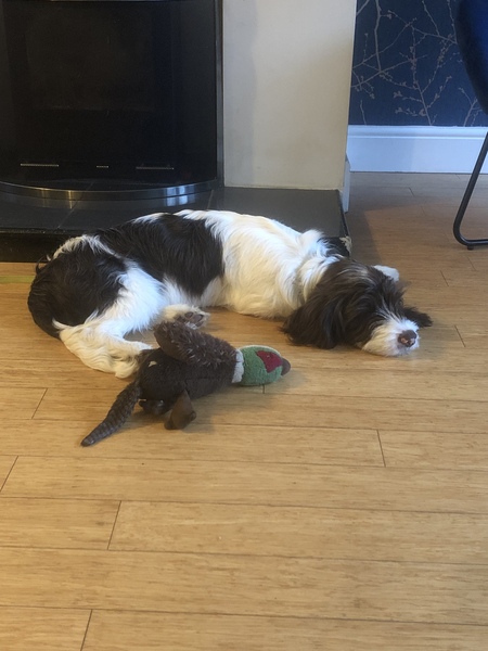 Puppy Survival Thread: surviving into 2022