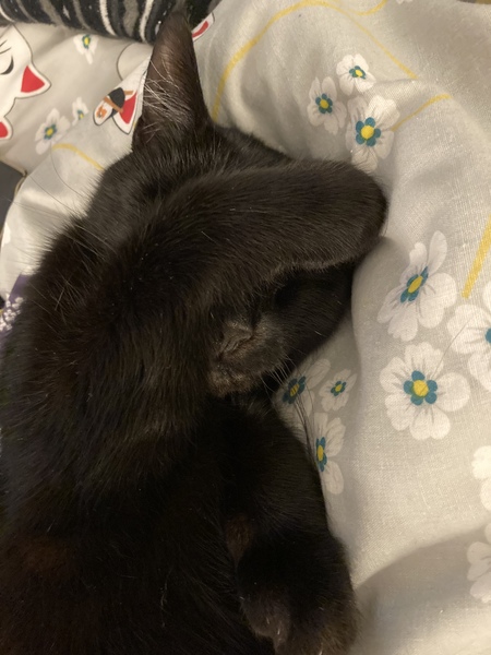 Show me your cats 🐈 😃