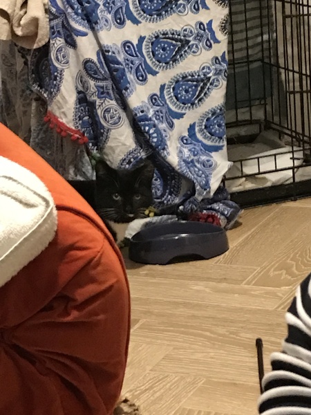 Semi-feral cats!