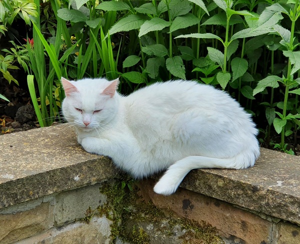 Can we have a ‘I love my beautiful cats’ thread?!