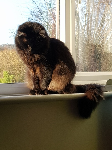 Ollie, Paws, friends and family