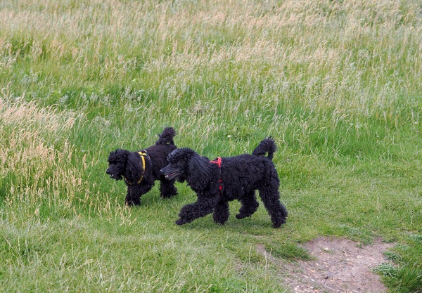 …to ask what’s the best dog name you’ve ever heard?