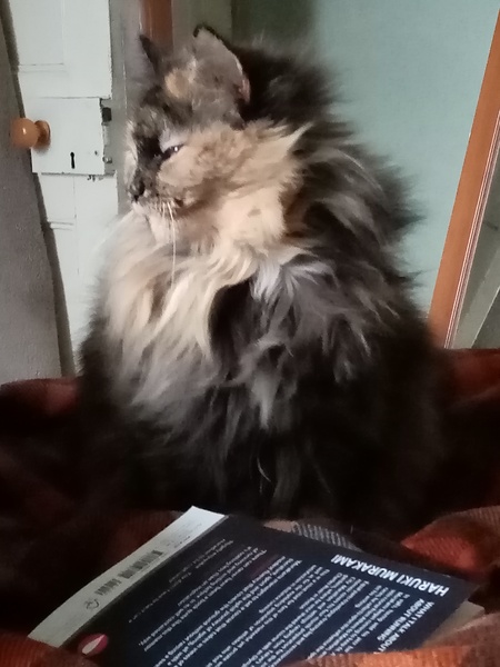 Whose cat is the most aesthetically challenged?