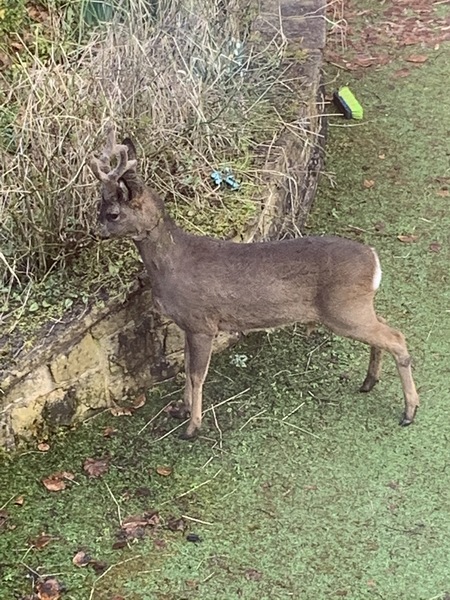 Considering an artificial lawn, thoughts?