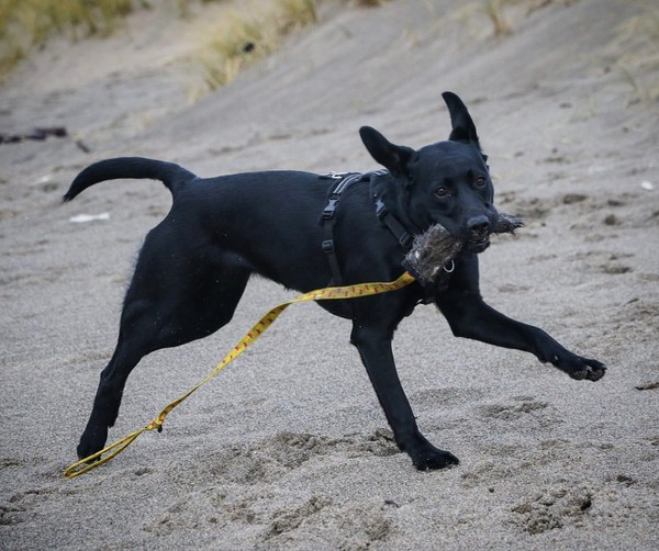 Puppy Survival Thread: surviving into 2022