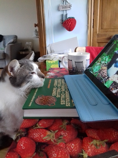 Please share with me!! Pics of your cats and their funniest little quirks!