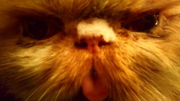 Whose cat is the most aesthetically challenged?