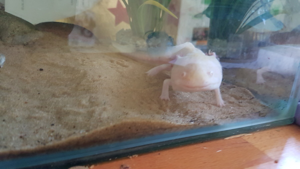 Axolotl are they high maintenance?