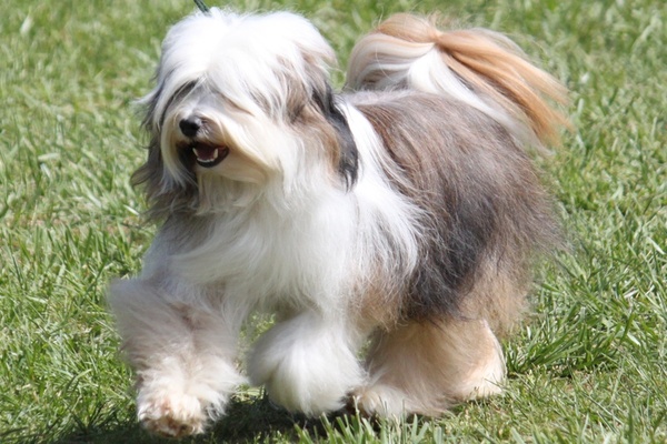 My perfect breed,  does it exist?