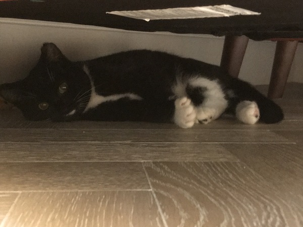 Semi-feral cats!