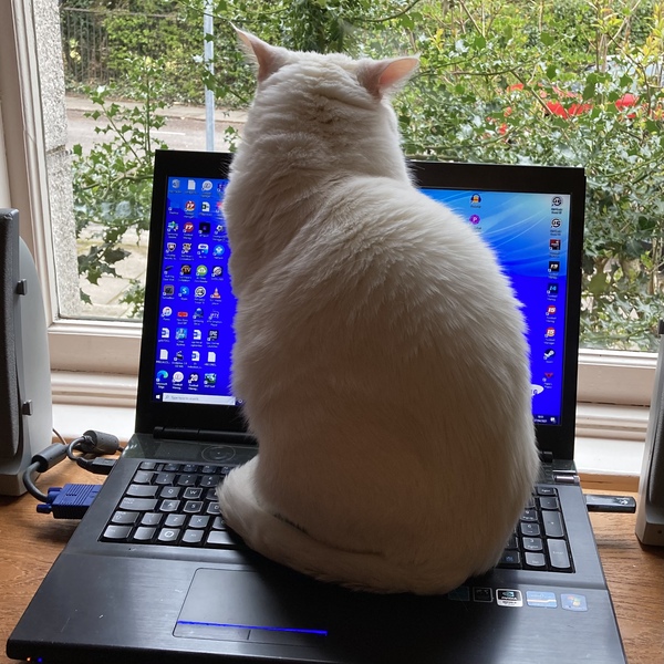 I need your photos of cats looking out of windows.  And I need them now!