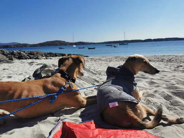 Taking dog on holiday