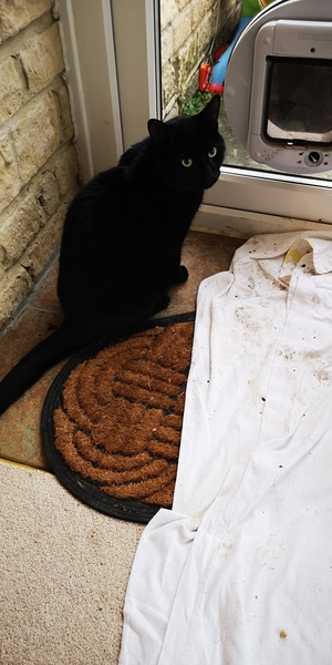 Rescue cat now totally comfortable