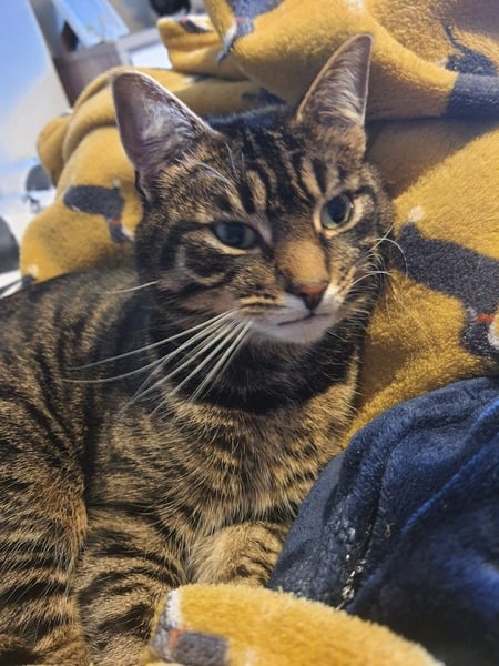 Should we get another cat?