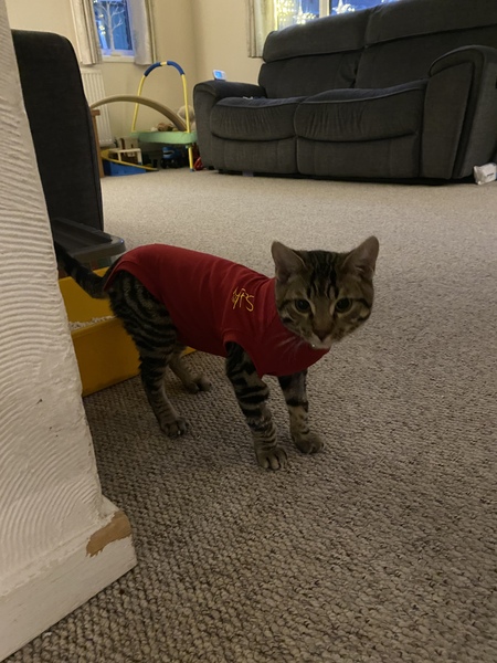 Sick kitten