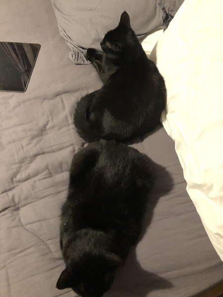Can we have a ‘I love my beautiful cats’ thread?!
