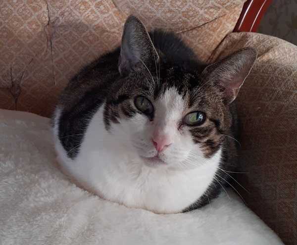 Our Girl Thread 62 "Our Girl, Soldier Soldier and The Musketeers Revisited"