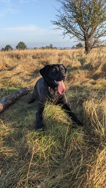 Puppy Survival Thread: surviving into 2022