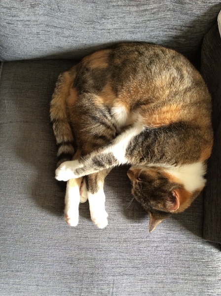 What colour is my kitten