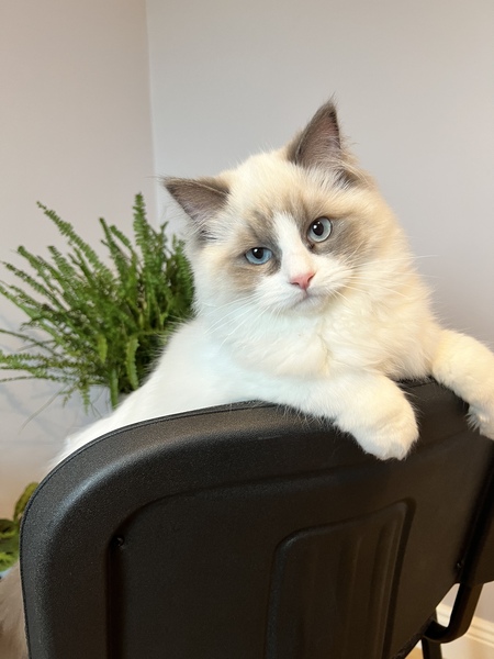 Ragdoll behaviour with new puppy