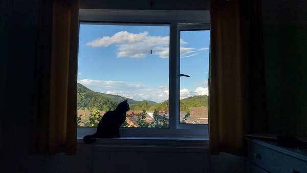 I need your photos of cats looking out of windows.  And I need them now!