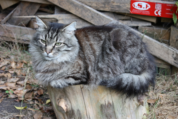 To adopt a 15yr old cat?