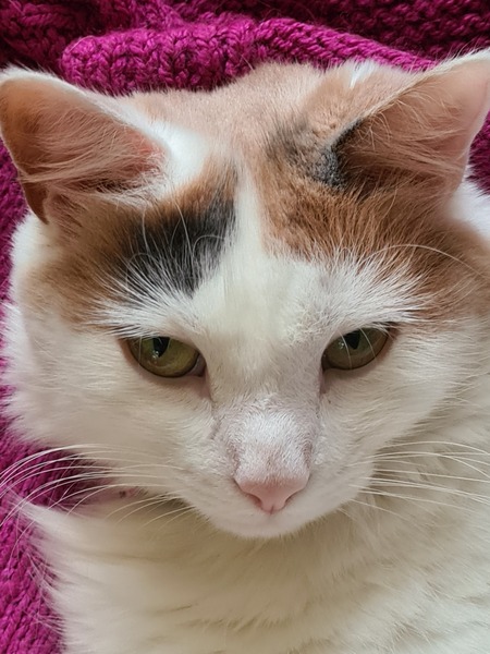 Stray cat - would like to keep
