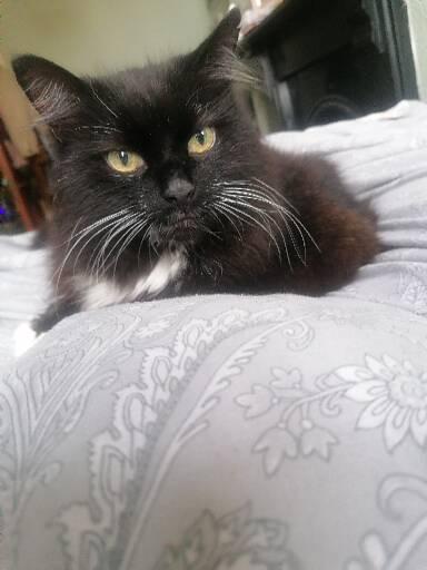 To adopt a 15yr old cat?