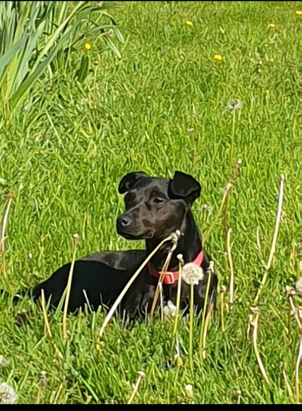 Patterdale Terrier