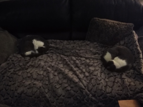 Ollie, Paws, friends and family