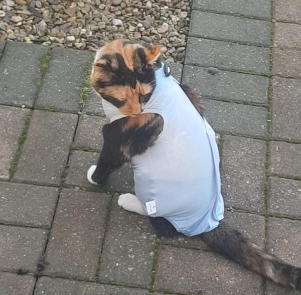 Spayed cat and no bodysuit?